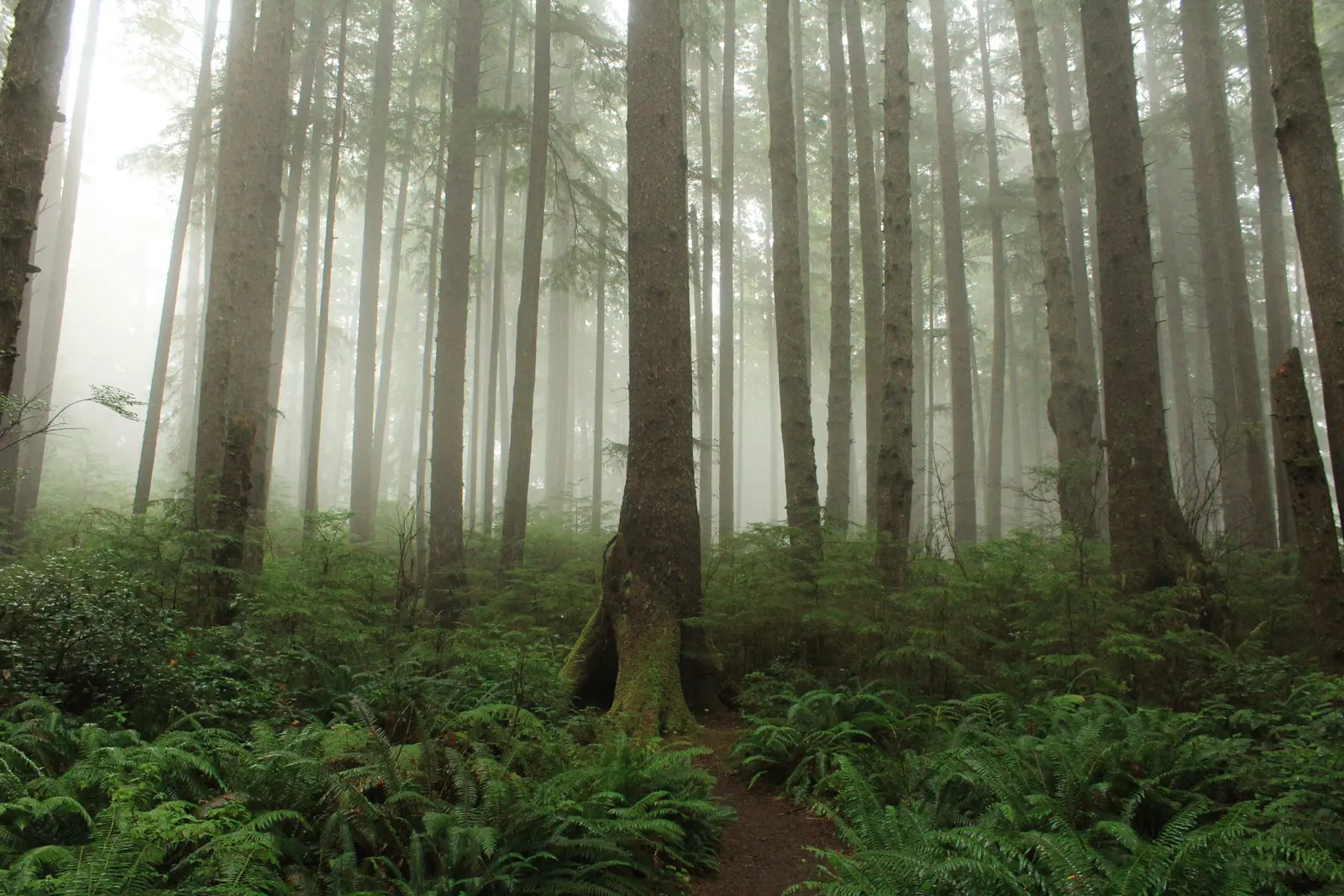 Fog among ferns and evergreens in Olympic National Park